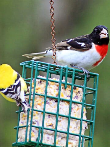 two birds sitting on suet cake