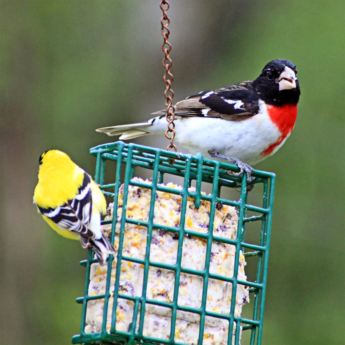 No Melt Suet Cakes For Birds House Of