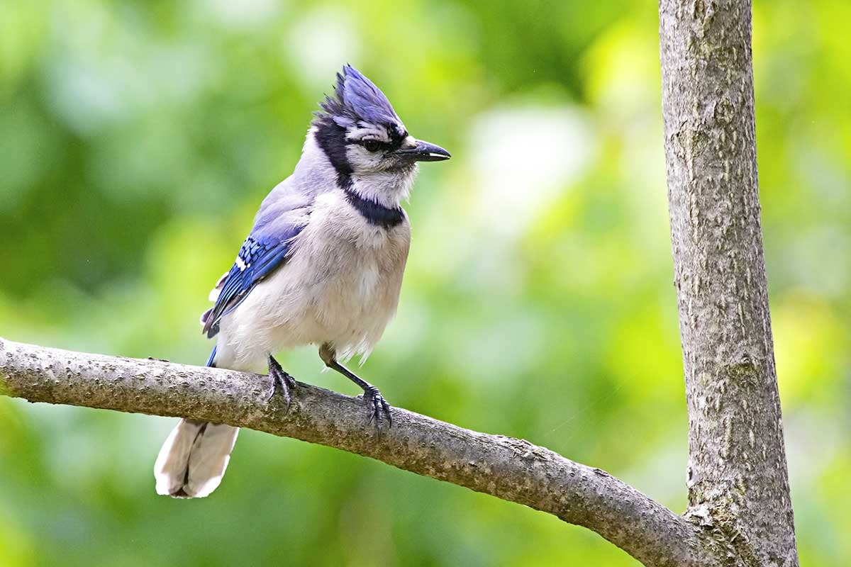 blue bird sitting on limb