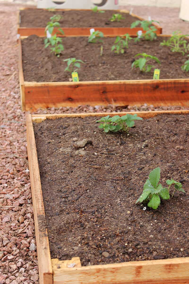 DIY raised planter beds made with cedar