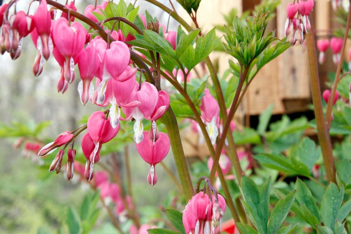 bleeding heart perennial for the shade garden with vibrant pink flowers that resemble hearts