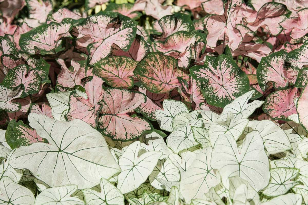 caladium with white and pink leaves