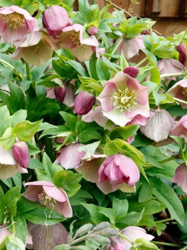 SHADE LOVING PLANTS FOR YOUR GARDEN