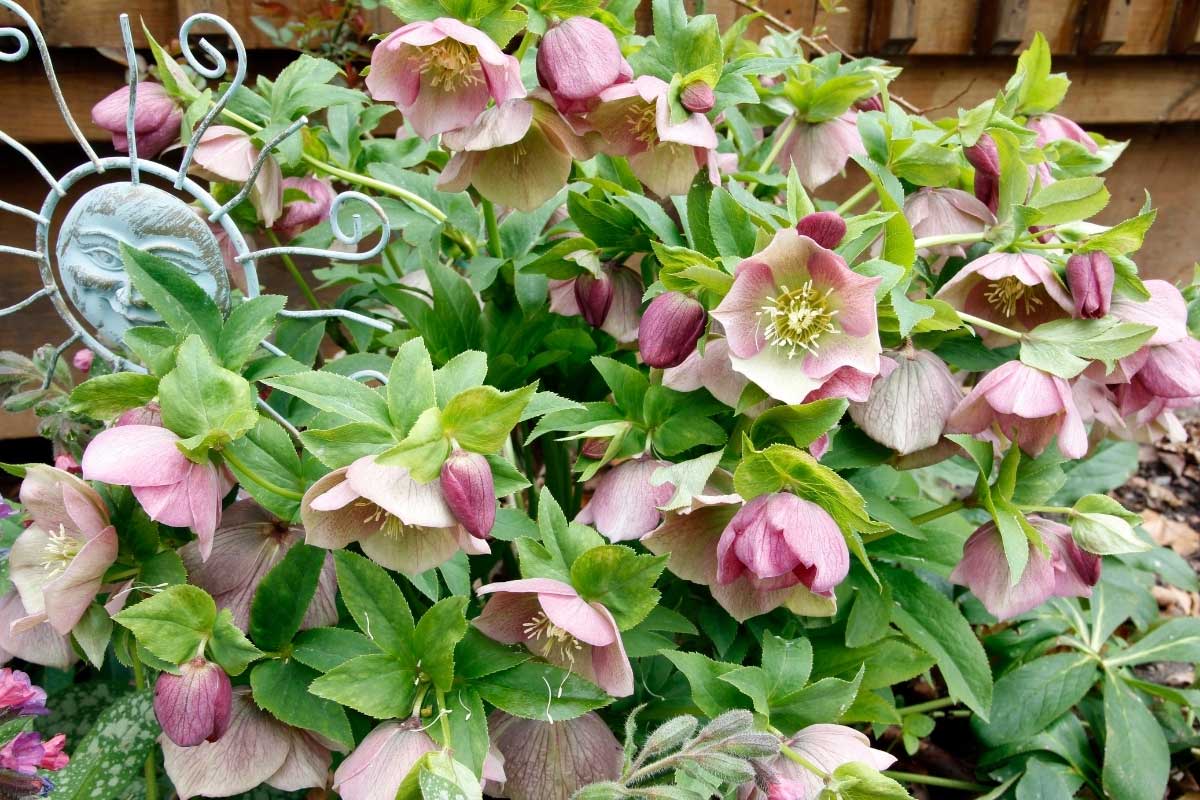 pink white and chartreuse hellebore also known as lenten rose 