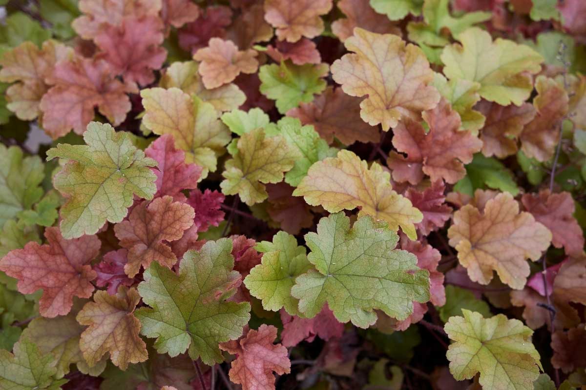 coral bells or heuchera with vibrant foliage for the shade garden