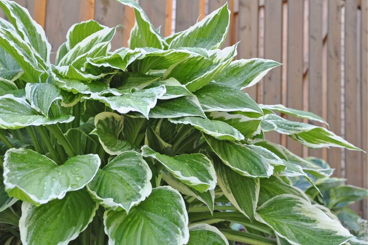 hosta - a shade plant for the garden with colorful foliage