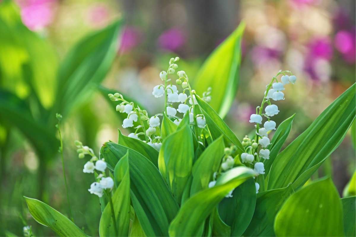 small white bell shaped flowers of lily of the valley