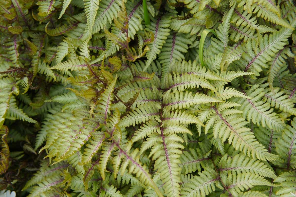 ferns used in the shade garden