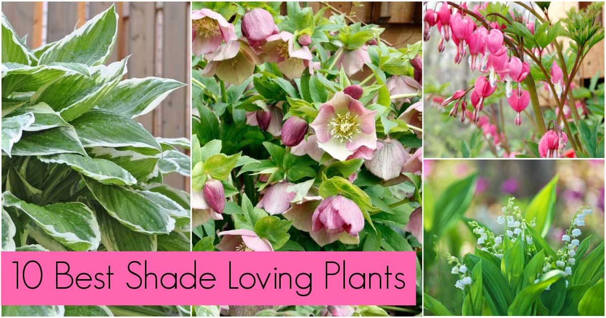 Shade Plants the Best 10 Options for Your Shade Garden