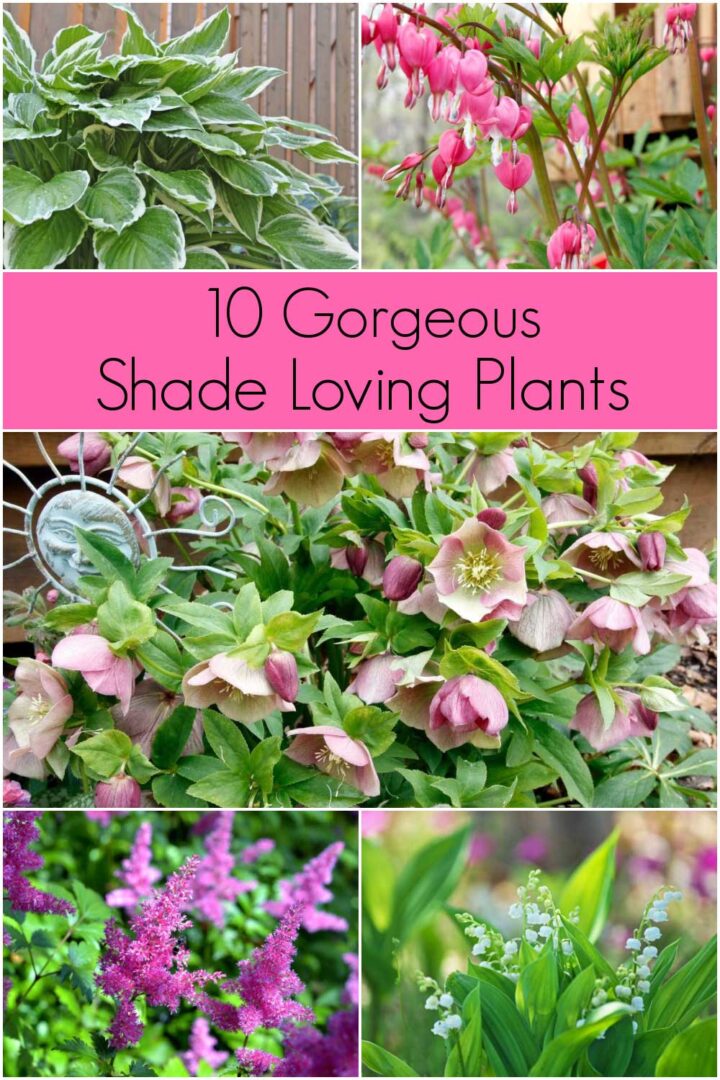 Shade Plants - the Best 10 Options for Your Shade Garden