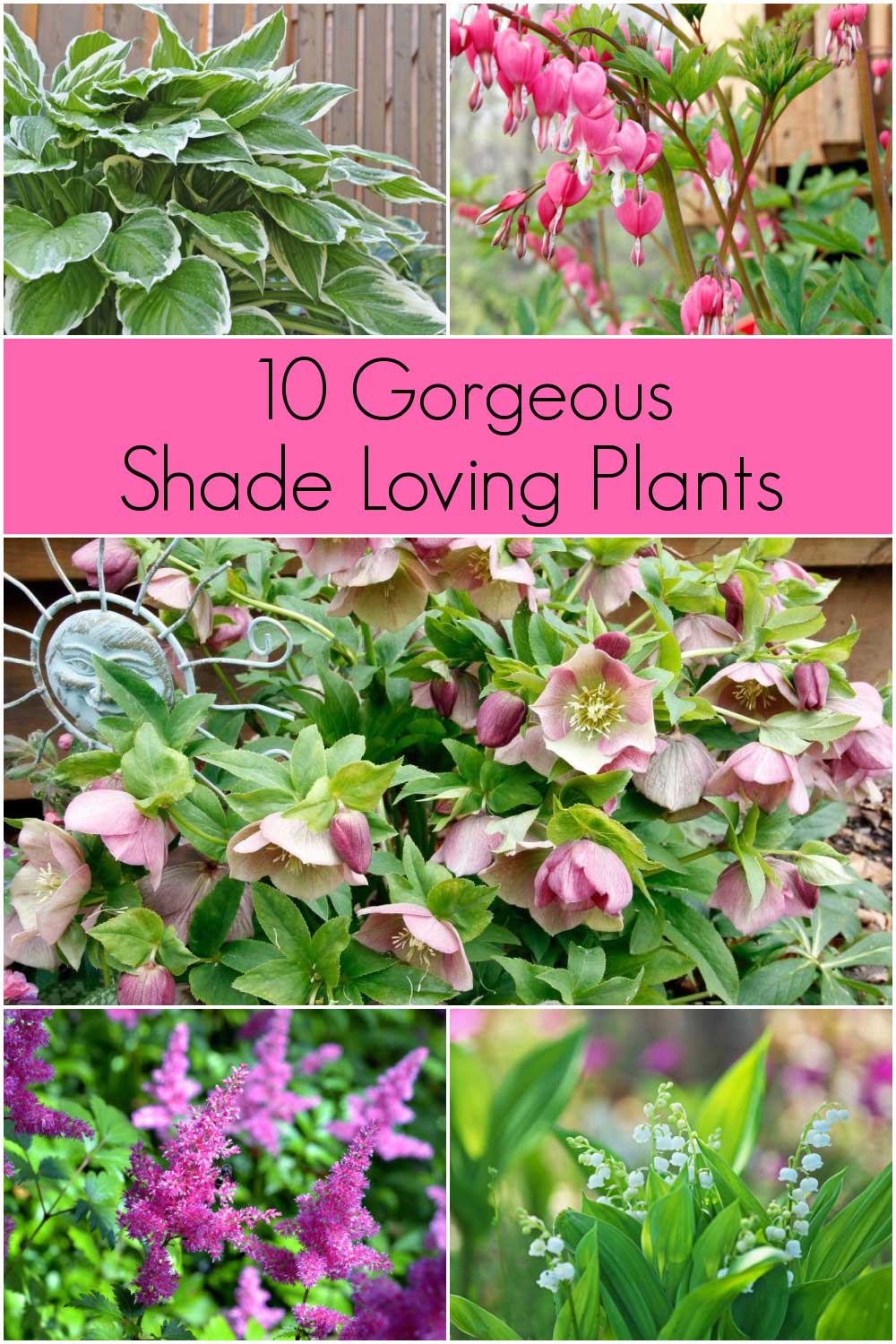 best shade plants for your garden