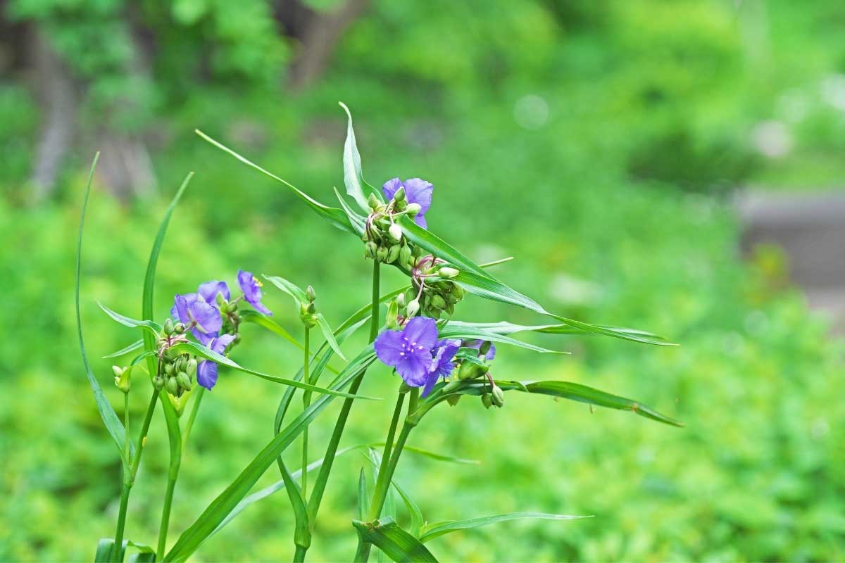 spiderwart with lavender flowers - also called wandering Jew and Tradescantia