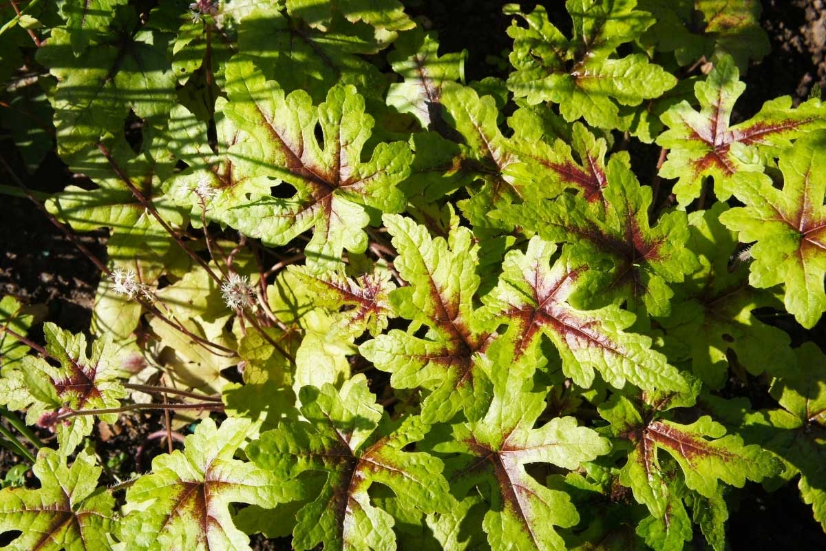 foamflower or tiarella - a perennial for shade grown for its foliage