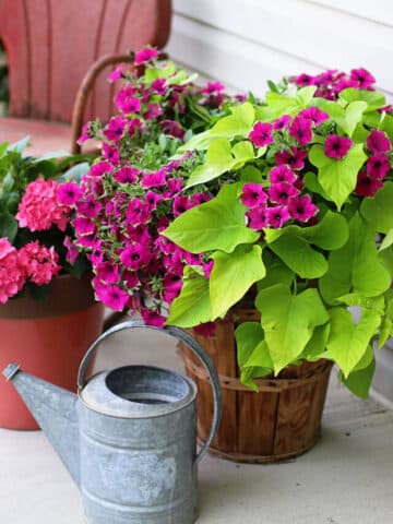 Plant combinations for container gardens.