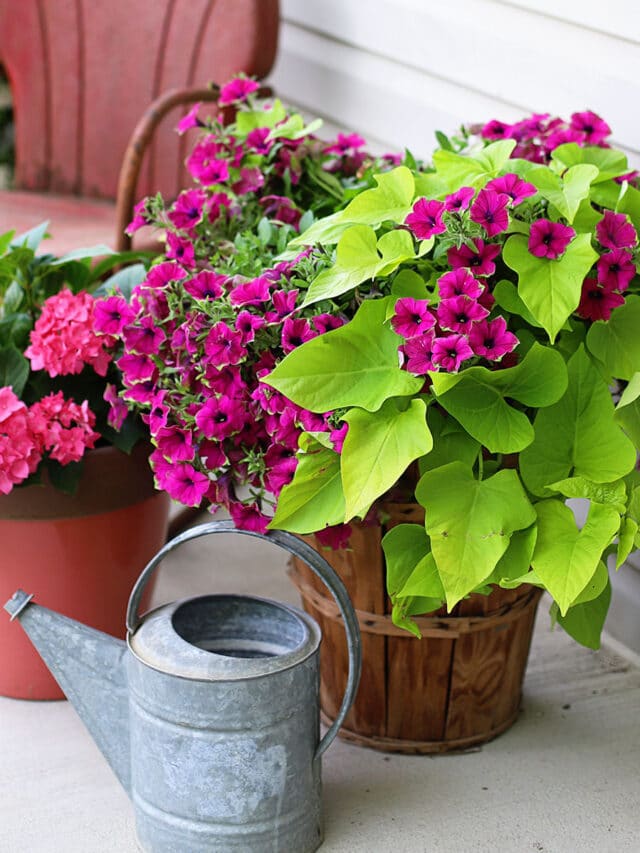 GORGEOUS IDEAS FOR SUMMER FLOWER POTS