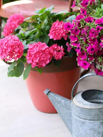 Plant combinations for container gardens.