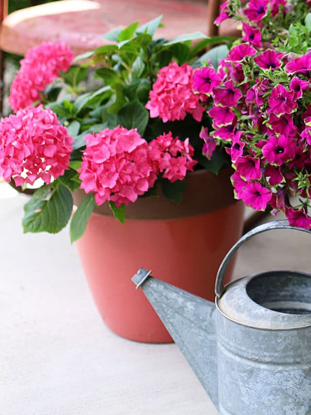 GROWING HYDRANGEA IN POTS