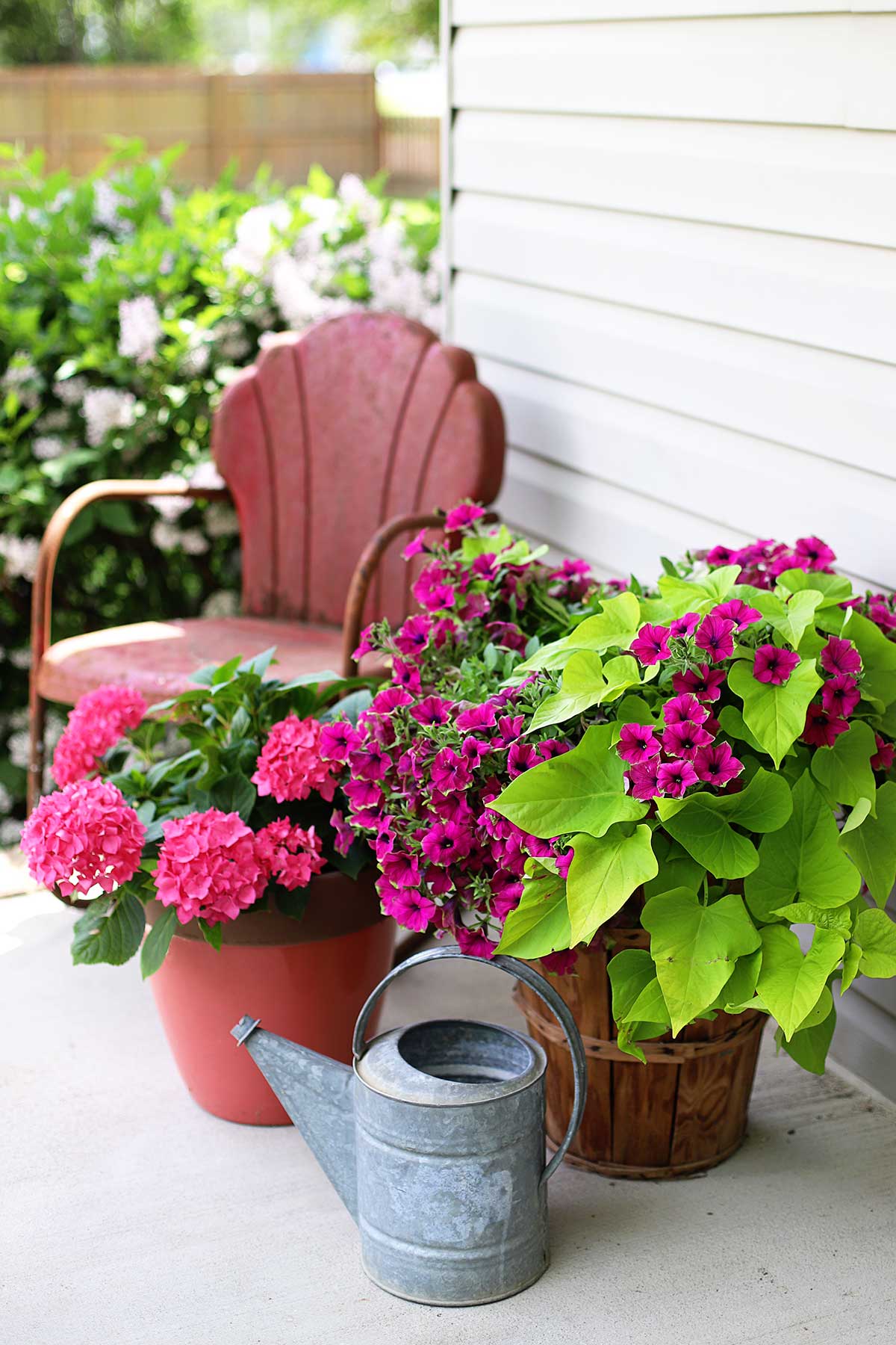 Using chartreuse potato vine and petunias in a combination planter.