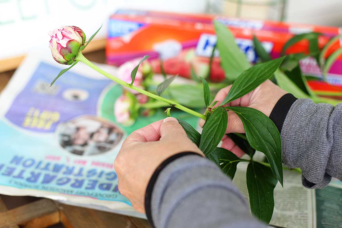 Removing the leaaves from fresh cut peony blooms.