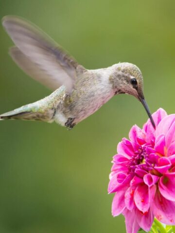 Hummingbird in flight feeding on flower.