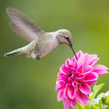 Hummingbird in flight feeding on flower.