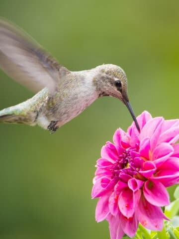Hummingbird in flight feeding on flower.