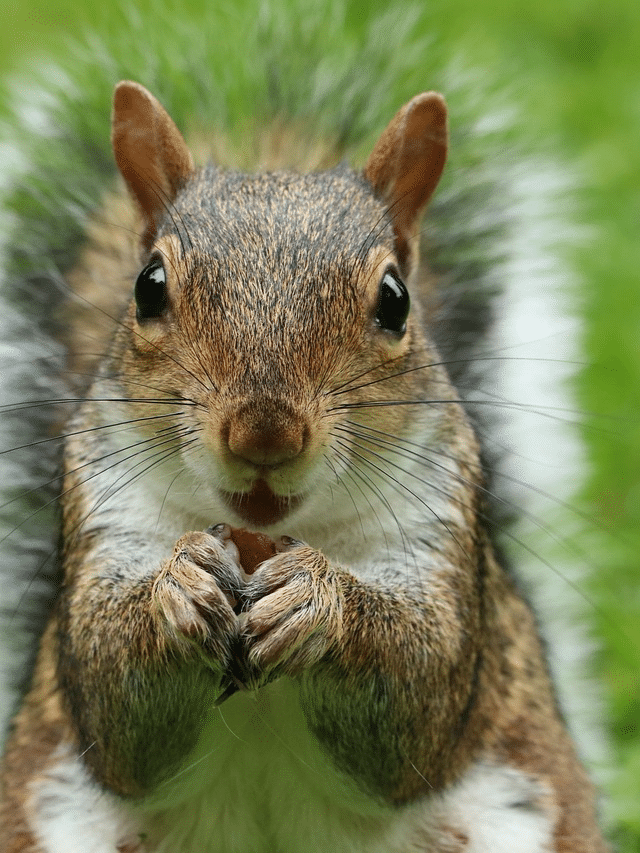 HOMEMADE SQUIRREL REPELLENT RECIPE Story