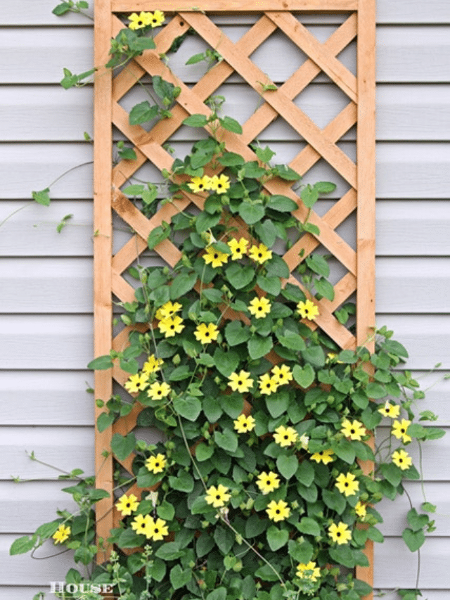 HOW TO GROW BLACK-EYED SUSAN VINE STORY