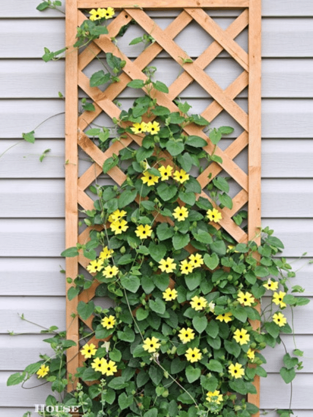 HOW TO GROW BLACKEYED SUSAN VINE STORY House of Hawthornes