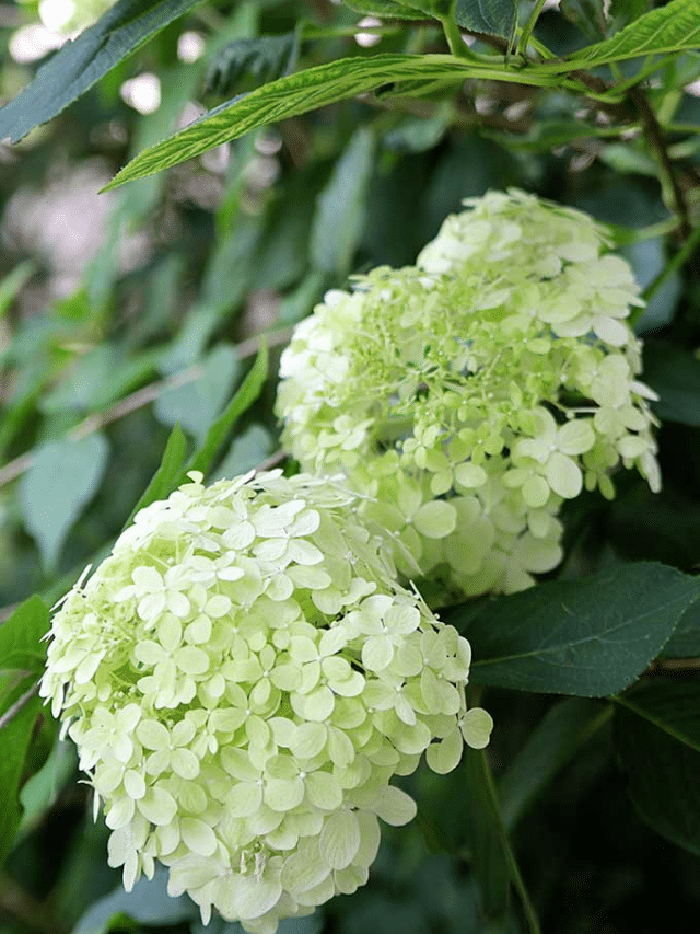 HOW TO GROW HYDRANGEA IN POTS STORY