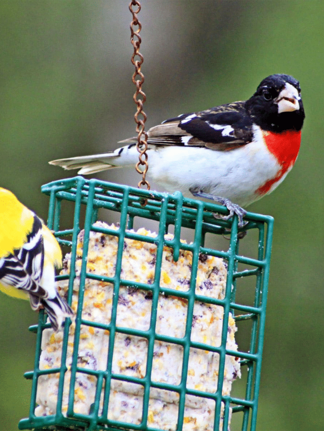 NO MELT SUET CAKES FOR BIRDS story