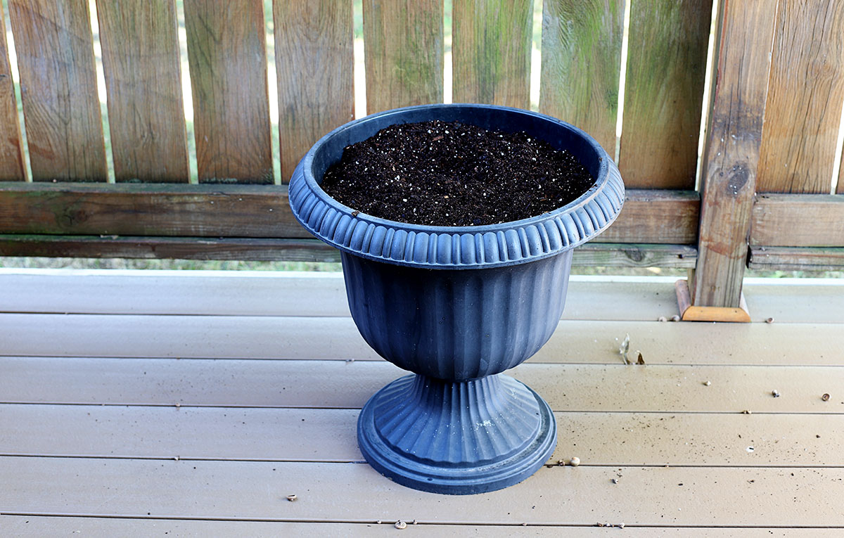 Potting soil in an urn.