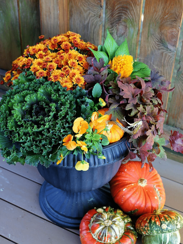 BEGINNER FRIENDLY FALL PORCH PLANTER story