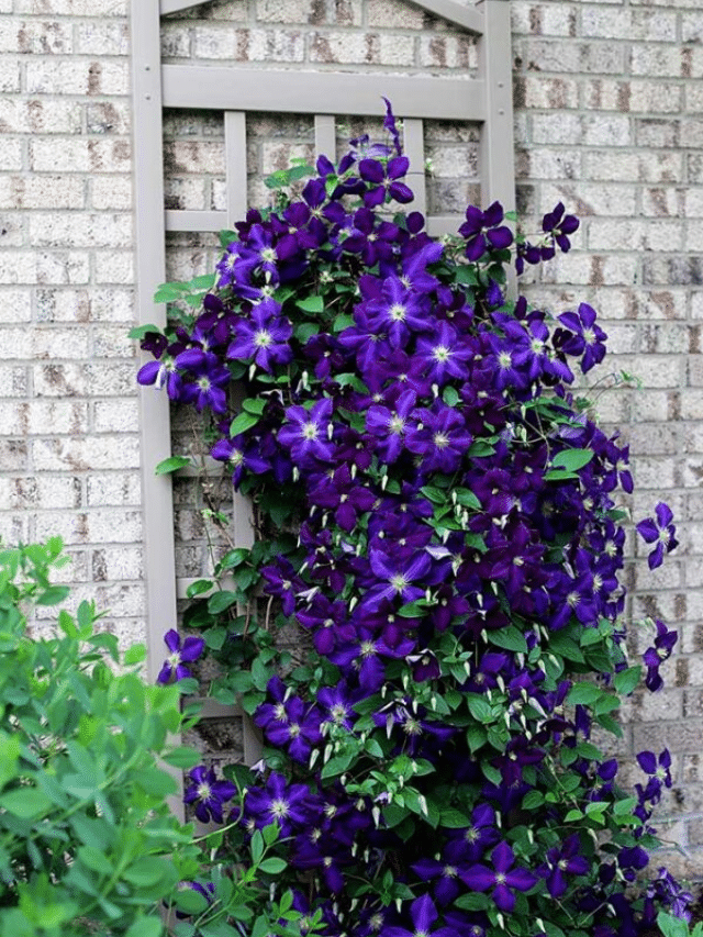 5 SIMPLE TIPS FOR GROWING CLEMATIS story
