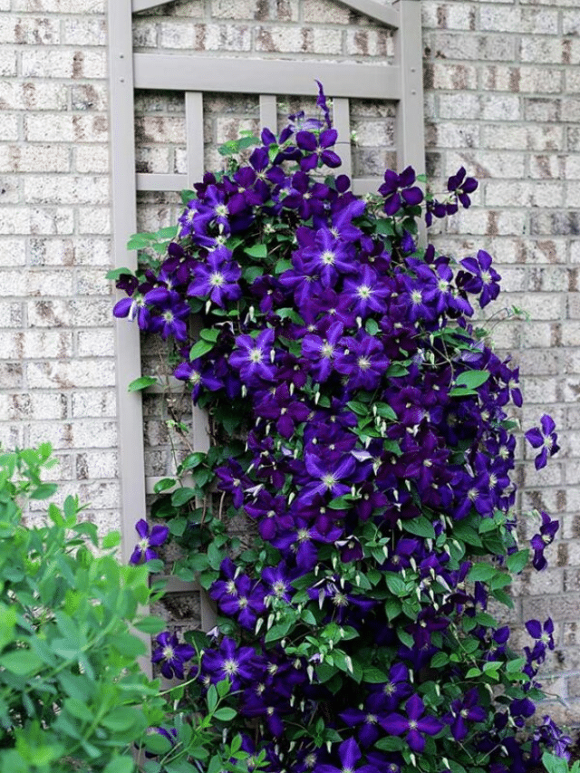 TIPS FOR GROWING CLEMATIS VINE (Story)