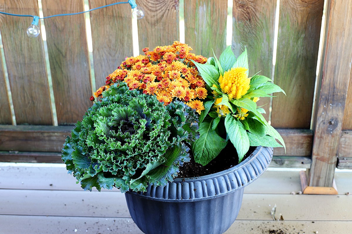 Planting ornamental kale in a fall container.