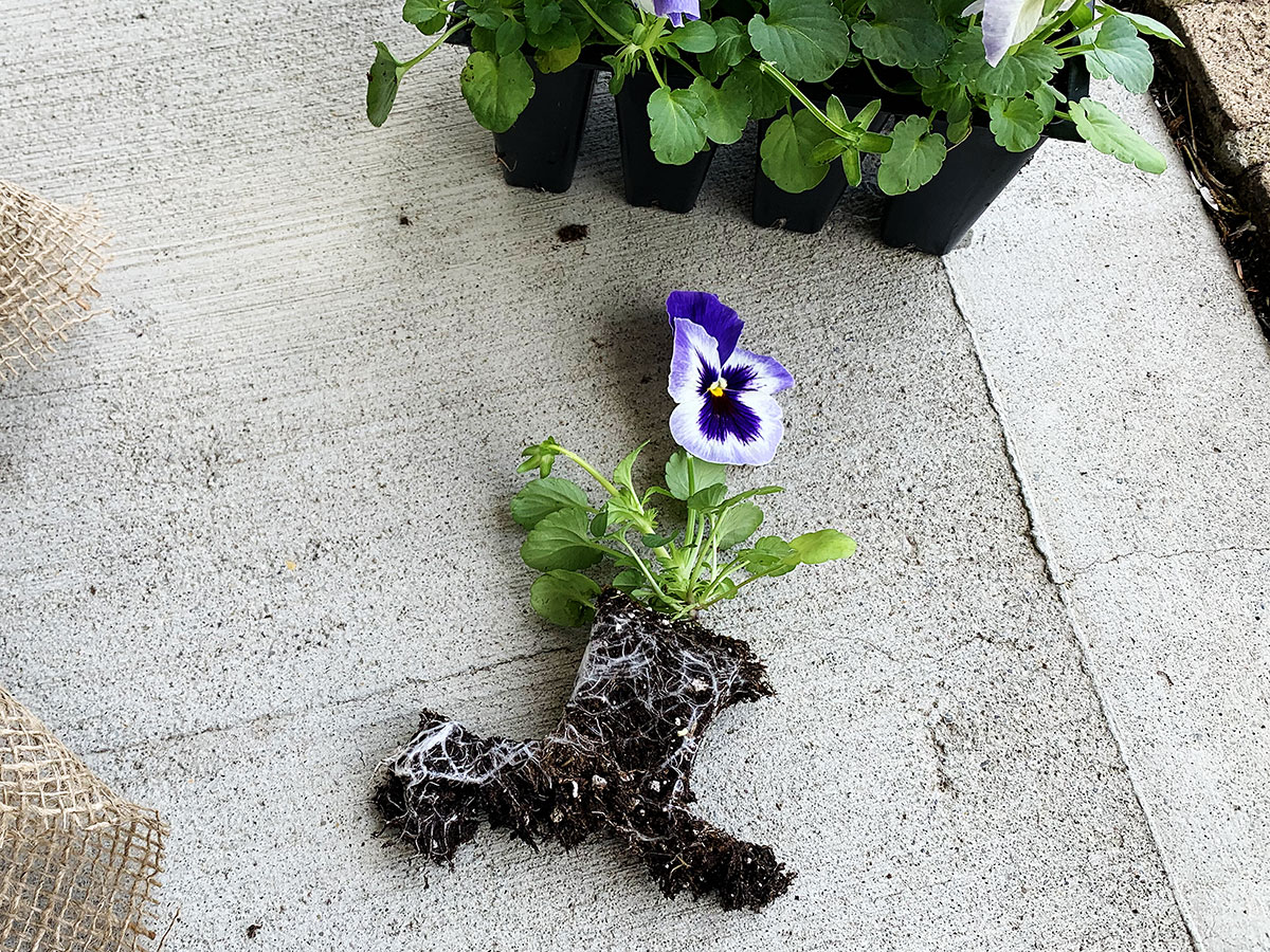 Pansy being planted in a spring basket.