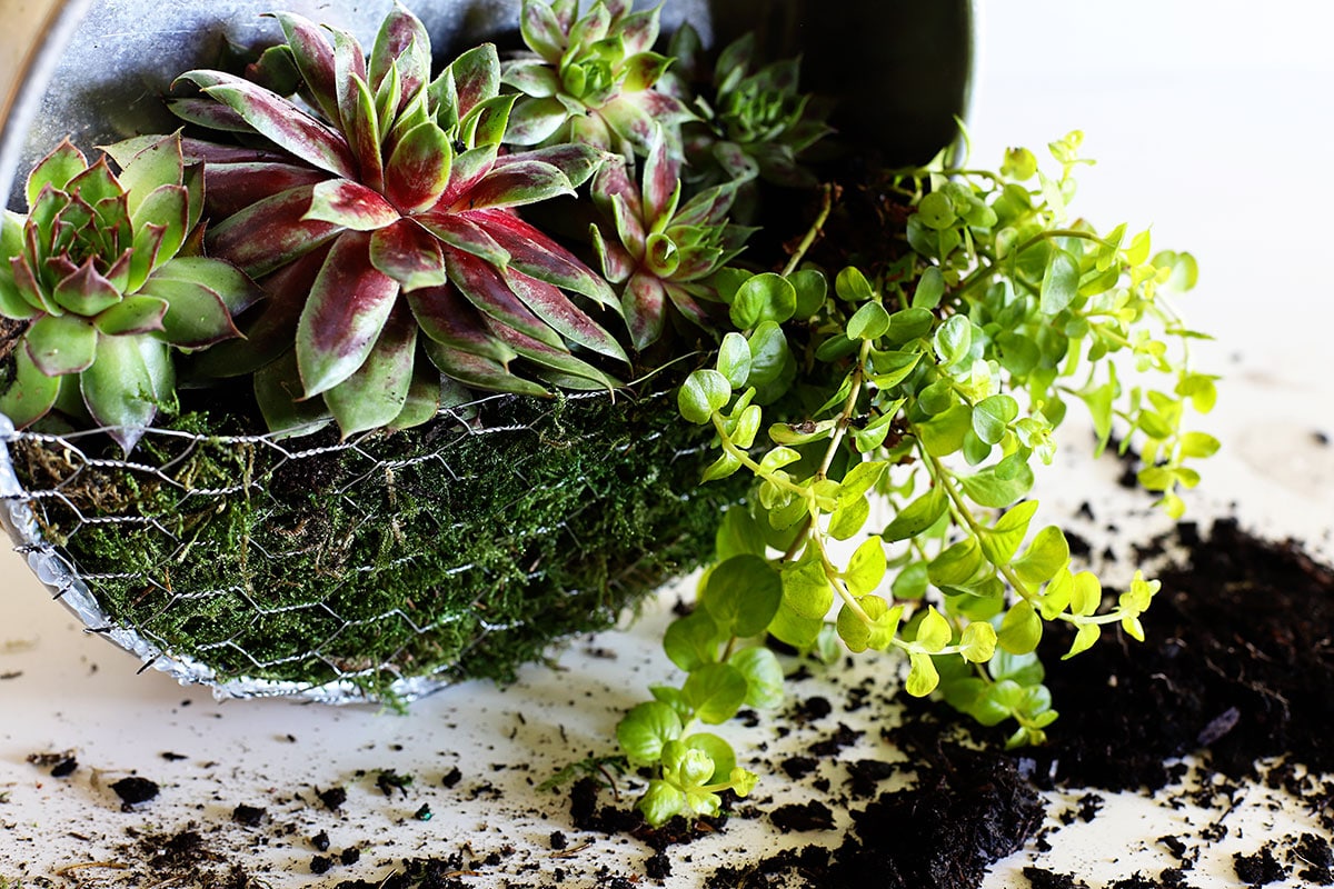 Hens And Chicks and Creeping Jenny planted in nautical farmhouse planter.