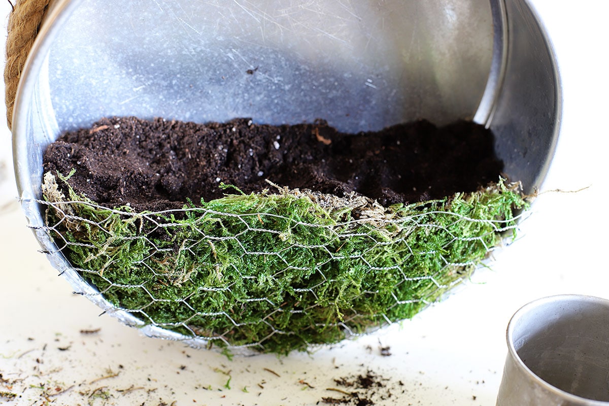 Adding potting soil to the succulent planter.