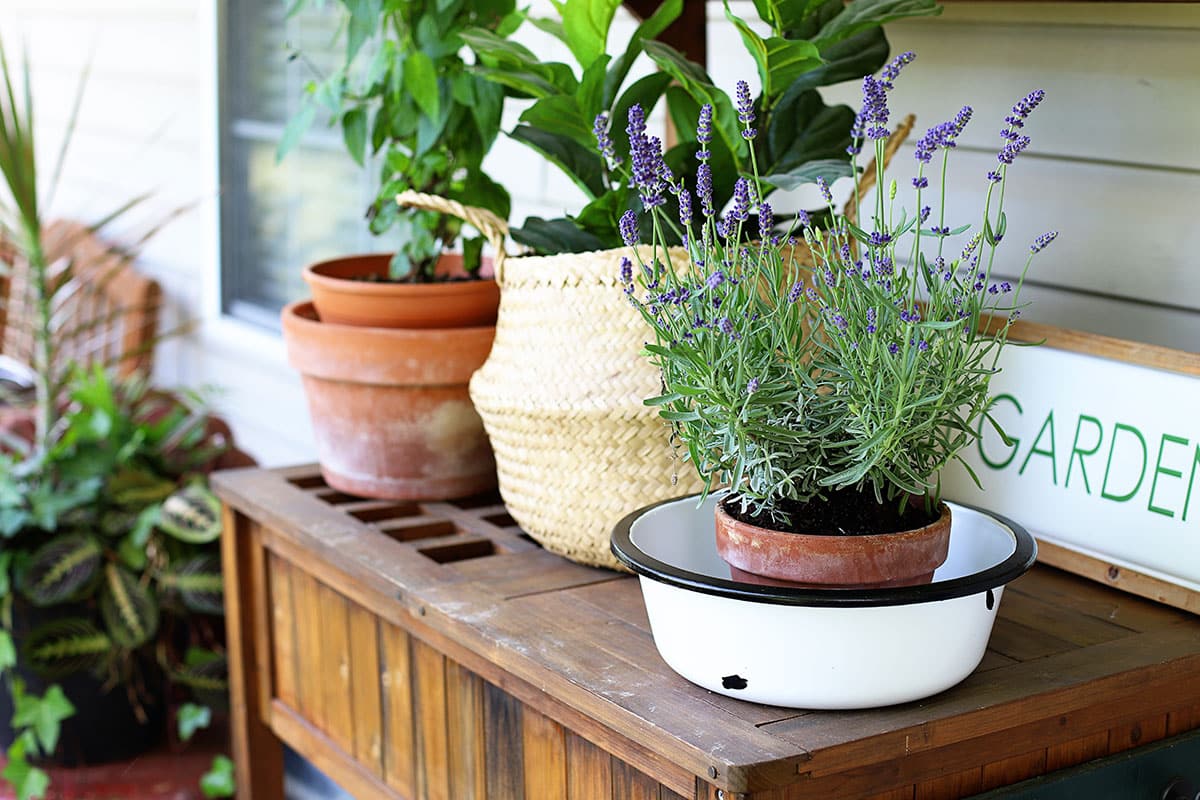 Lavender plant setting in a DIY faux enamelware basin.