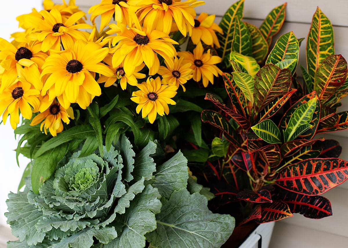 Black-eyed Susan, croton and ornamental cabbage for a fall porch planter. 