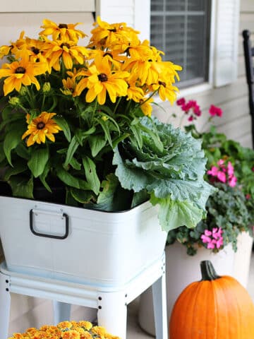 Black-eyed Susan, ornamental cabbage and croton planted in a enamelware wash tub on a fall front porch.