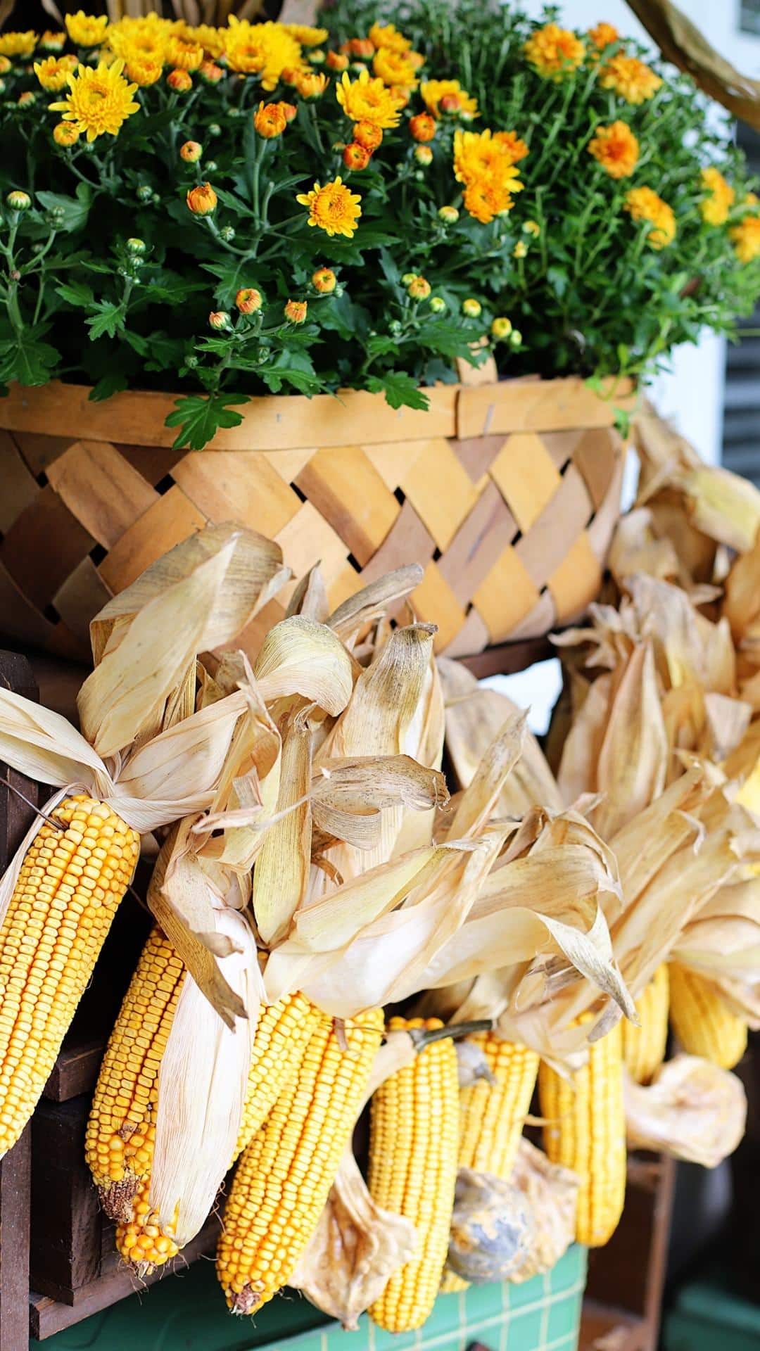 Indian corn and mums used as a cute FALL lock screen wallpaper background.