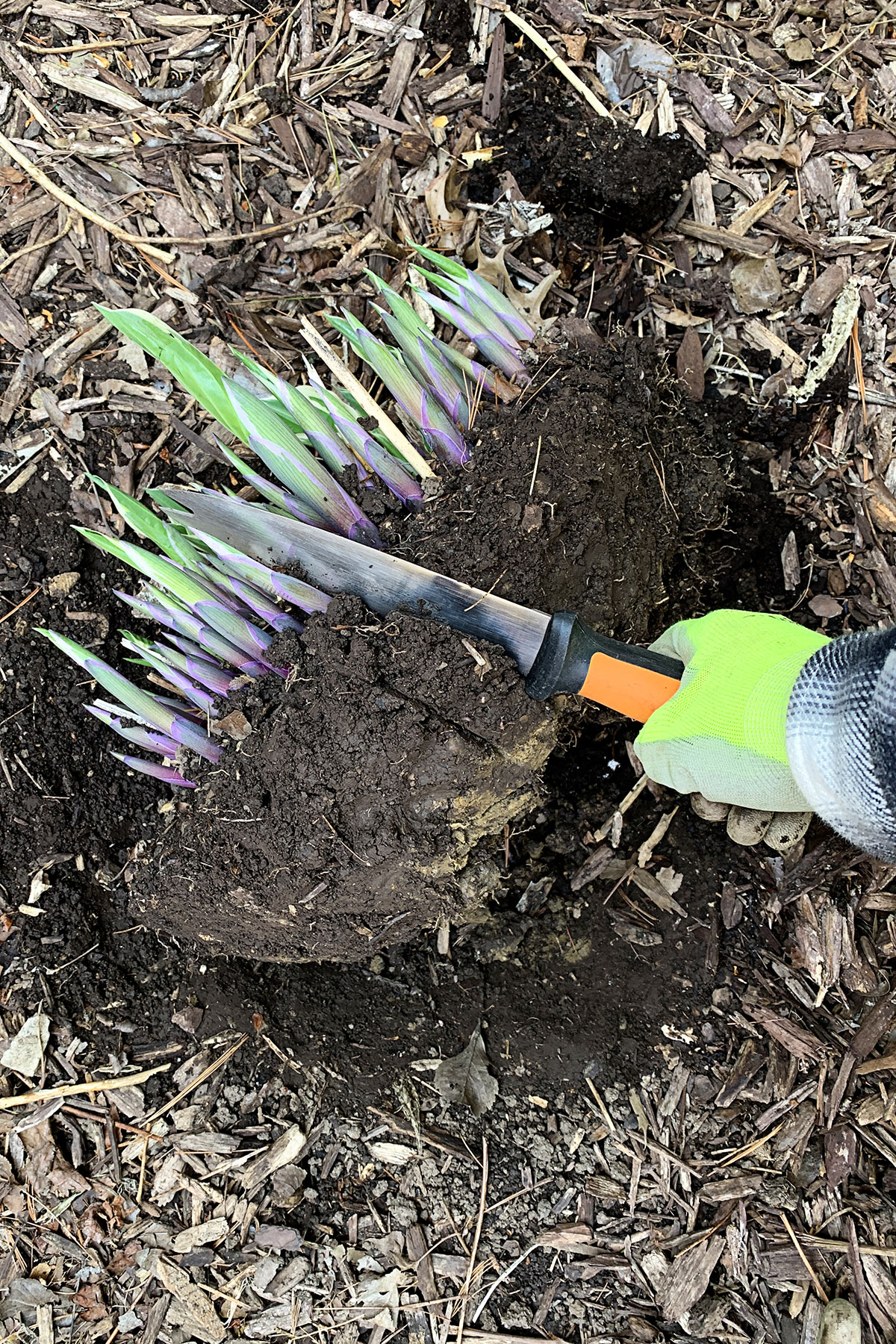 Dividing a hosta in early spring using a hori knife.