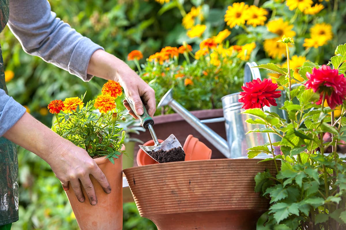 Woman planting up a pot of marigolds in her flower garden.