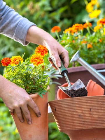 How to save money in the flower garden.