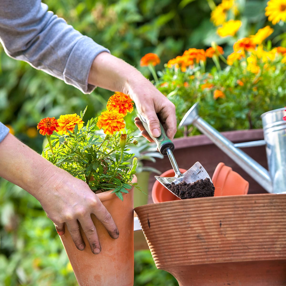 10 Money Saving Tips For Your Flower Garden