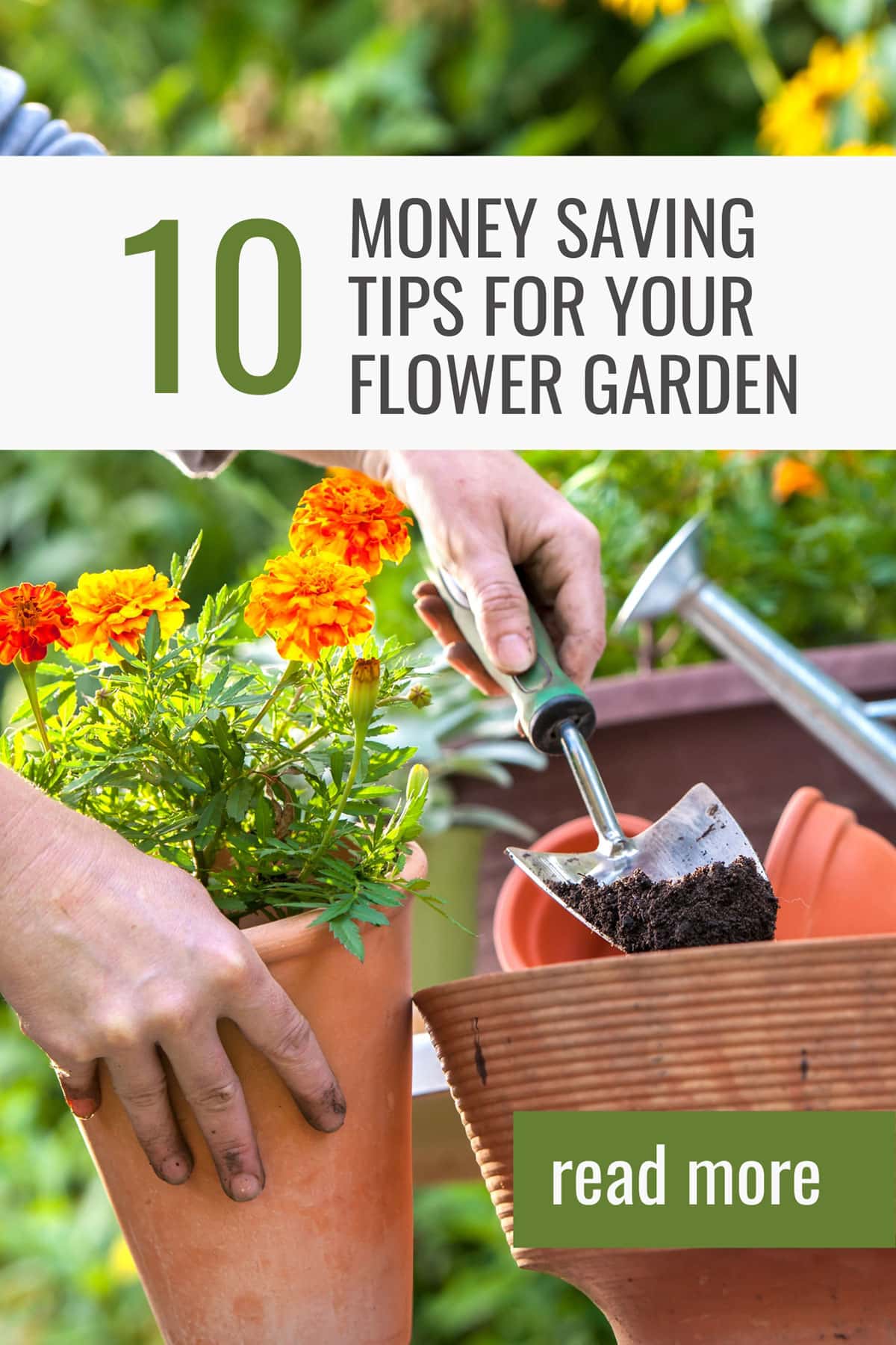 How to save money when planting your flower beds - image on woman potting up a marigold.