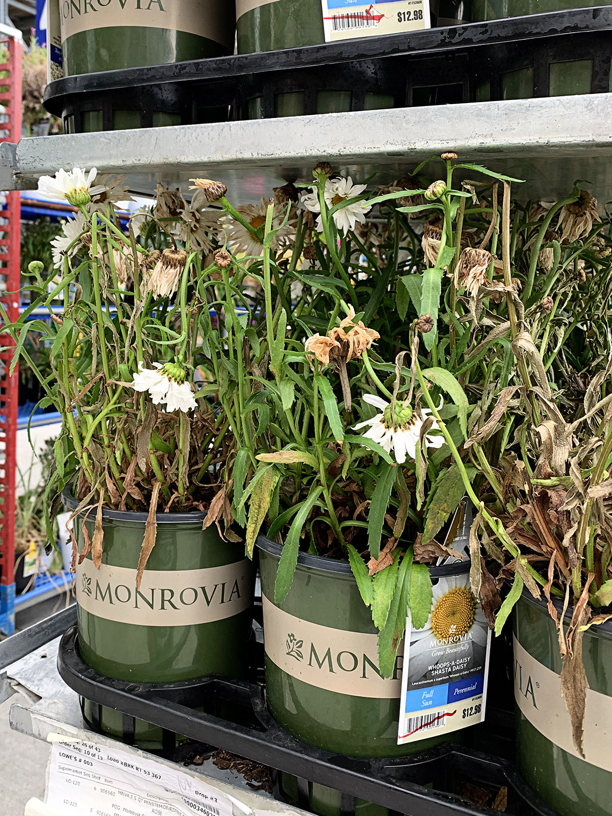 Whoops-A-Daisy perennial in the garden center on the clearance racks.