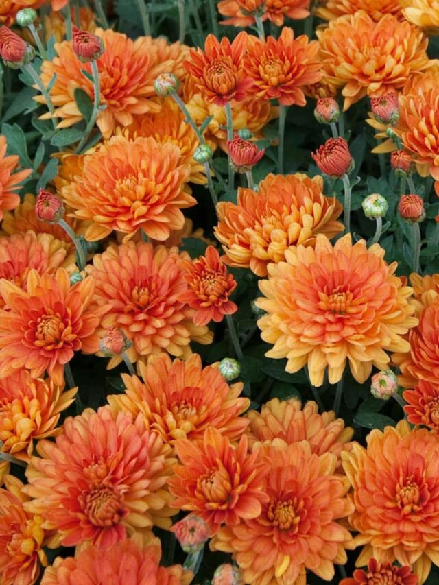 HOW TO BUY FALL MUMS